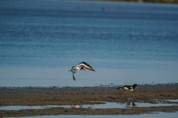 Wall Mural - A group of Eurasian Oystercatcher (Haematopus ostralegus) in the swamp