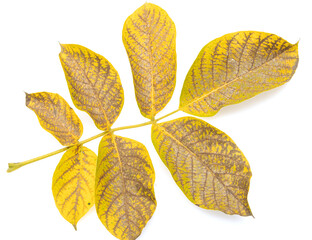 Wall Mural - autumn walnut leaves on white background