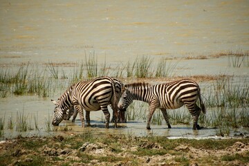 Sticker - Group of wild zebras drinking from a lake on a safari reserve