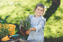 Adorable Little Toddler Girl Holding Garden Shovel With Green Plants Seedling In Hands. Cute Child Learn Gardening, Planting And Cultivating Vegetables Herbs In Domestic Garden. Ecology, Organic Food.