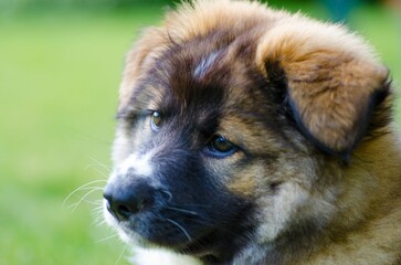 Sticker - Cute Icelandic sheepdog puppy lying on a green grass