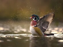 Closeup Shot Of A Male Wood Duck With Its Wings Spread In A Pond