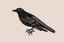 Engraving Impression Of Black Cuckoo. Forest Bird In Style Of Screen Printing. Element For Design Of Postcards, Books, Packaging. Vector Illustration On Light Isolated Background.
