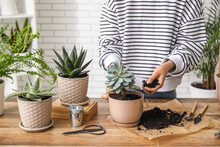 Woman Transplanting Succulent Plant At Home