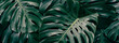 Tropical foliage, green monstera plant background