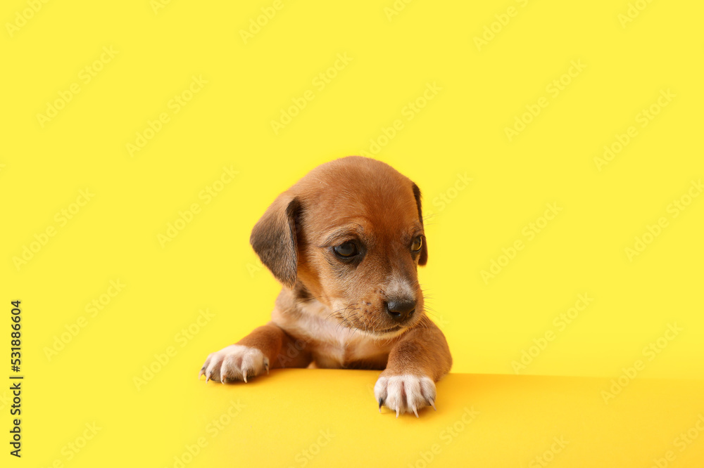 Cute funny puppy on yellow background