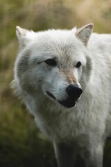 Sticker - Closeup of white wolf head in blurred background