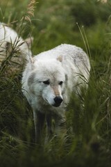 Canvas Print - White wolf walking through grassland and looking side