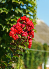 Wall Mural - Lagerstroemia indica in blossom. Beautiful bright red flowers on Сrape myrtle tree on blurred green background. Selective focus. Lyric motif for design.