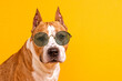 dog breed american staffordshire terrier in sunglasses on a yellow background