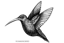 Tropical Animals Vintage Vector Illustrations Collection. Black And White Hummingbird.