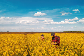 Wall Mural - High angle view of two farm workers examining crops in blooming rapeseed field on bright sunny spring day