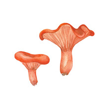 Two Orange Chanterelle Mushrooms. Watercolor Hand-drawn Art For Greeting Cards, Invitations, Vintage Patterns And Interior Decoration. Artistic Illustration On White Background.