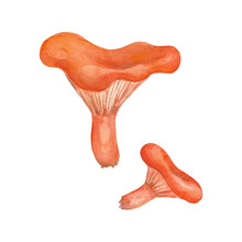 Two Orange Chanterelle Mushrooms. Watercolor Hand-drawn Art For Greeting Cards, Invitations, Vintage Patterns And Interior Decoration. Artistic Illustration On White Background.