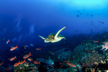 Green sea Turtle (Testudines) mammal swimming in tropical underwaters. Turtles in underwater wild animal world. Observation of wildlife ocean. Scuba diving adventure in Ecuador coast