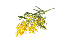 Bouquet Of Fresh Spring Yellow Flower Mimosa Isolated On White Background, As A Gift For Mom's Day Or Valentine's Day. Floral Symbol Of Spring, Heat And Sun, Png, DOF. Shallow Depth Of Field