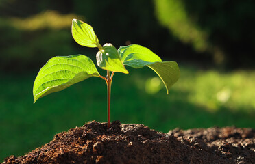 beautiful green seedling in soil outdoors, closeup with space for text. planting tree