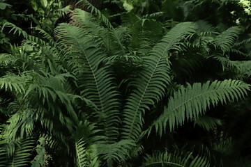  Beautiful fern with lush green leaves growing outdoors