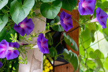 Image Of A Blue Flower Of Morning Glory (Ipomoea) In The Garden