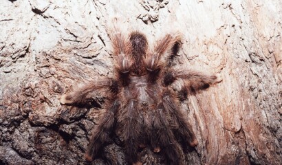 Hairy brown spider closeup