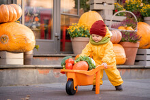 Kid In A Yellow Overalls Drives Toy Car Filled With Vegetables Among Large Pumpkins At Fall Fair.