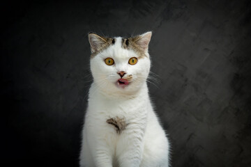 Wall Mural - Scottish fold cat sitting on black background. Tabby blue cat isolate on  black wall background. White kitten on studio. cat eat food.