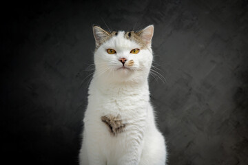 Wall Mural - Scottish fold cat sitting on black background. Tabby blue cat isolate on  black wall background. White kitten on studio.