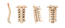 Accurate Human Cervical Vertebrae Or Bones Isolated On White Background 3D Rendering Illustration. Anterior, Lateral And Posterior Views. Anatomy, Medical, Osteology, Healthcare, Science Concept.