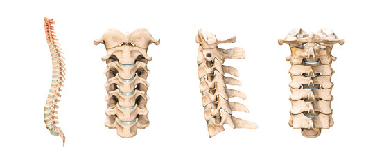 Wall Mural - accurate human cervical vertebrae or bones isolated on white background 3d rendering illustration. a