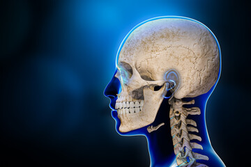Wall Mural - lateral or profile view of human skull bones with cervical vertebrae and male body contours 3d rende