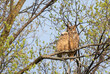 © Jim Cumming - Great horned owl and owlet perched on branch in the forest in spring, Canada