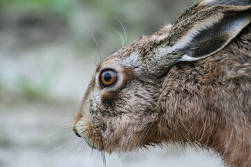 close up of brown european hare (lepus europaeus) hiding in vegetation and relying on camouflage - c