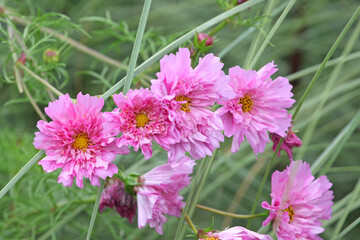pretty pink double cosmos in flower.