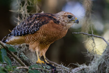 Red Shouldered Hawk Perched On Tree Branch