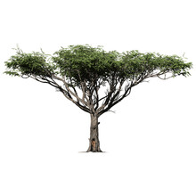 Acacia Tree  – Isolated Front View