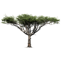 acacia tree – isolated front view