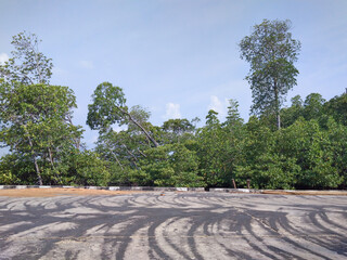 Wall Mural - Mangrove trees with blue sky background. Mangrove forest in tropical island, Mangrove trees.