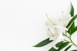 Fototapeta Tulipany - Flowers heads of white lilies. Floral mock up. Mourning or funeral background