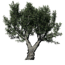 African Olive Tree – Isolated Front View