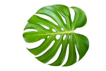 Wall Mural - Monstera leaves leaves with Isolate on white background Leaves on white PNG