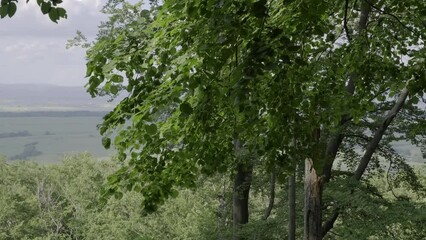 Wall Mural - Green leaves on tree branch sway in the wind. Summer sunny nature leaves background. Slow motion, 4K.