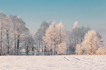 Wall Mural - beautiful sunny  winter landscape with hoarfrost