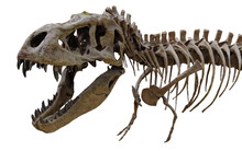 Tyrannosaurus Rex Skeleton 