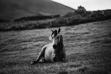 Black White Horse Resting In The Meadow 