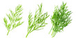 Fresh dill isolated on white background. the entire image in sharpness.
