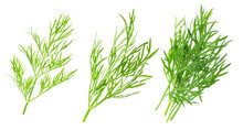 Fresh Dill Isolated On White Background. The Entire Image In Sharpness.