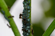 Mrówki i mszyce siedzące na zielonej gałązce 