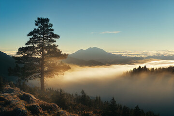 Wall Mural - forest landscape covered in fog during sunrise