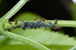 Mrówki i mszyce siedzące na zielonej gałązce  żyjące w symbiozie ze sobą nawzajem 
