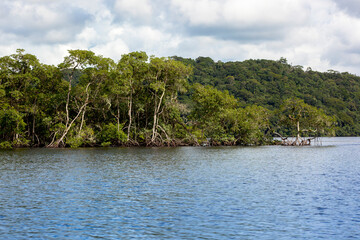 Mangrove trees along the sea in Brazil